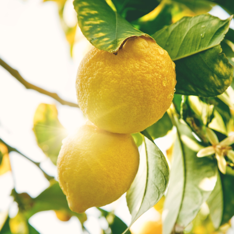 Citrus