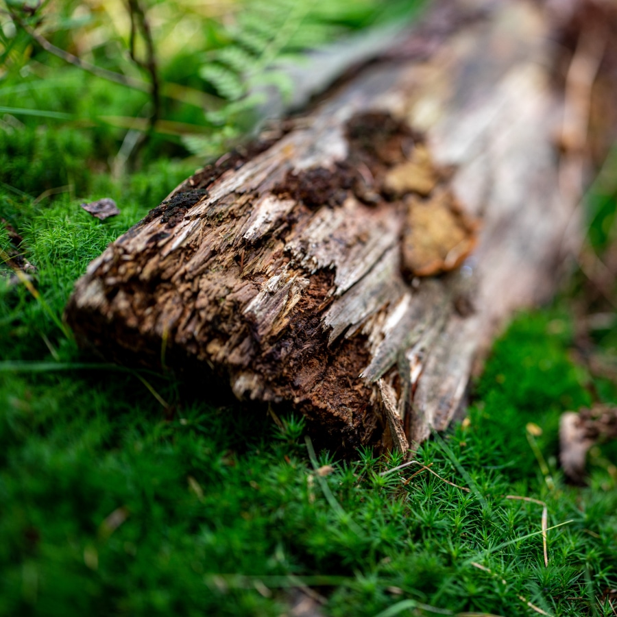 Woodsy