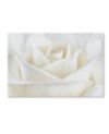 Cora Niele 'Pure White Rose' Canvas Art - 19  x 12  x 2